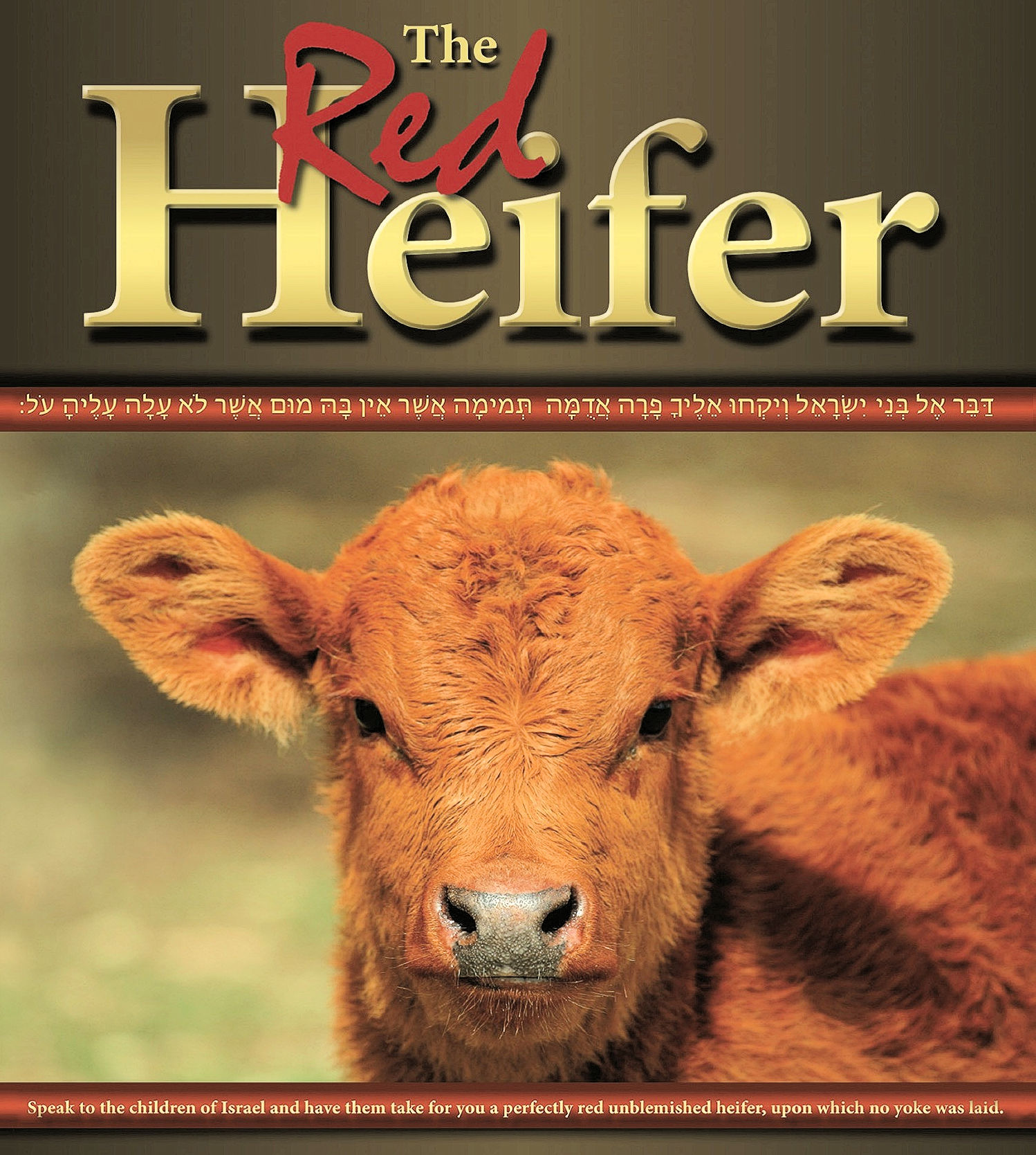 The Red Heiffer